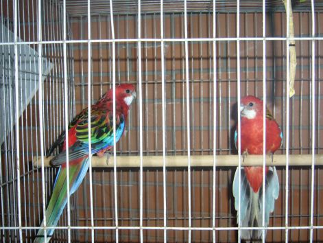 2007-es_kiallitas11.jpg 2007-es_kiallitas11.jpg