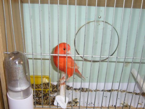 2007-es_kiallitas29.jpg 2007-es_kiallitas29.jpg