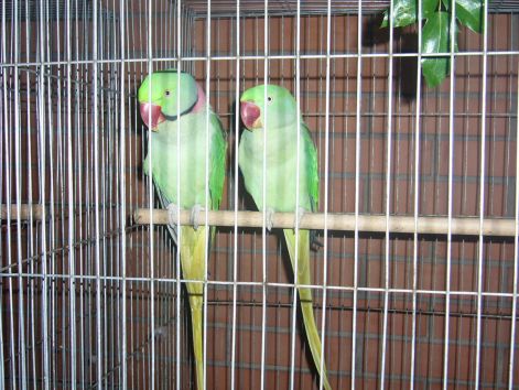 2007-es_kiallitas32.jpg 2007-es_kiallitas32.jpg