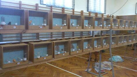 Sajókeresztúri kiállítás 2012 készülődés :) dsc_0111.jpg