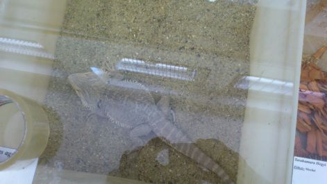 Sajókeresztúri kiállítás 2012 Szakállas agáma dsc_0115.jpg