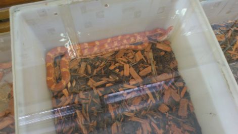 Sajókeresztúri kiállítás 2012 Gabona sikló dsc_0116.jpg