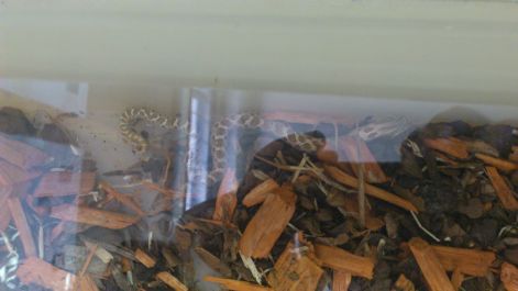 Sajókeresztúri kiállítás 2012 Disznóorrú sikló dsc_0118.jpg