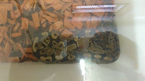 Sajókeresztúri kiállítás 2012 Király piton dsc_0121.jpg