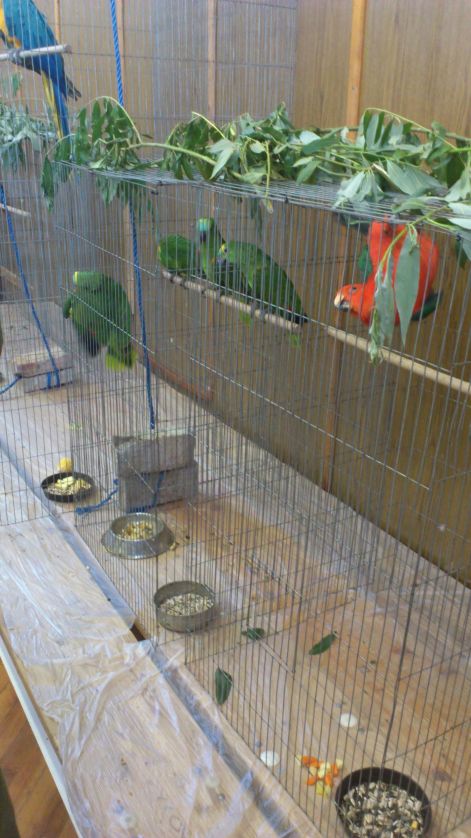 Sajókeresztúri kiállítás 2012 Amazonok dsc_0122.jpg