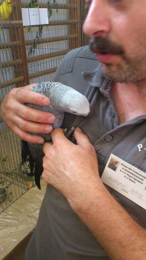 Sajókeresztúri kiállítás 2012 Gyuri+Jákó dsc_0136.jpg