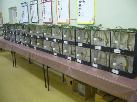 Punoki kiállítás p1050238.jpg